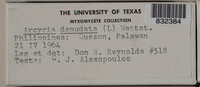 Arcyria denudata image